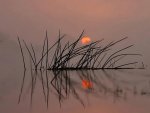 восход солнца на рисовом поле 2.jpg