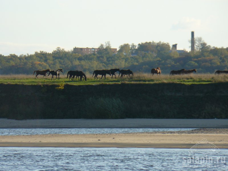 Лошадки на другом берегу.