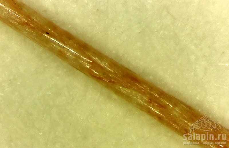 Daiwa Emeraldas 14 lb под микроскопом