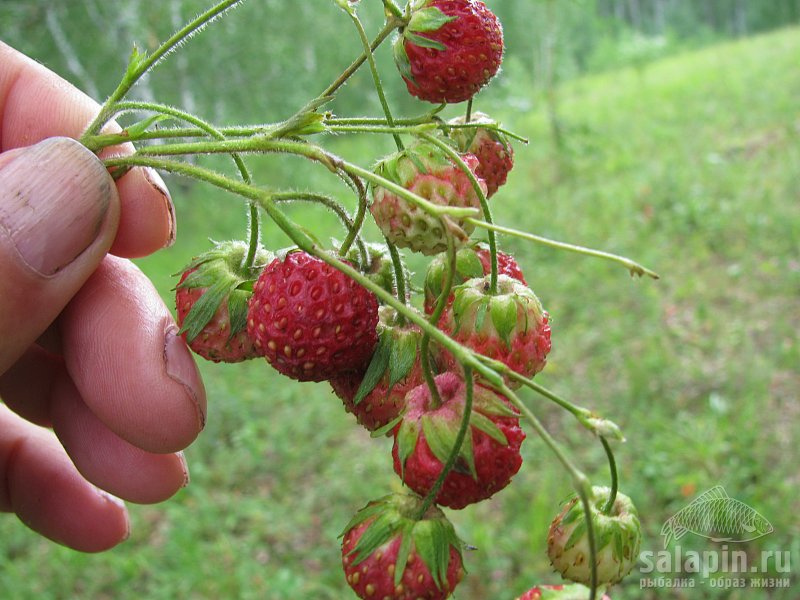 Не съездить за ягодами - потерянное лето. Конечно размер не сравним с садовыми (на последней фотке), но вкус....