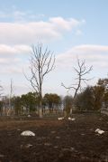 Мрачные картины осени - мертвые деревья в опустевшем скотнике...