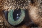 cat_eye.jpg