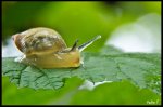 snail.jpg