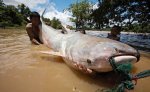 The-largest-freshwater-fish.jpg