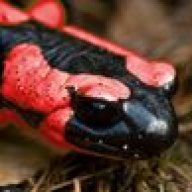 salamandra