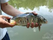Рыба в узком изрядно побита (