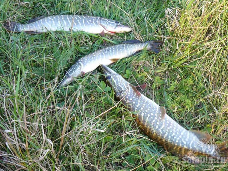 Фото щуки на рыбалке на траве