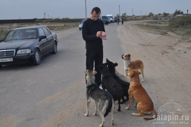 в ожидании парома