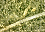 0,36 флюорокарбон с задиром от ракушки под микроскопом