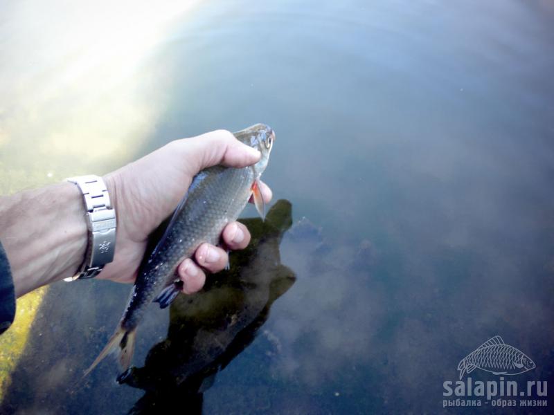 Ловить рыбу в чистой воде во сне. Рыба с руками. Отпускает рыбу. Рыбка в руках. Выловил рыбу руками.
