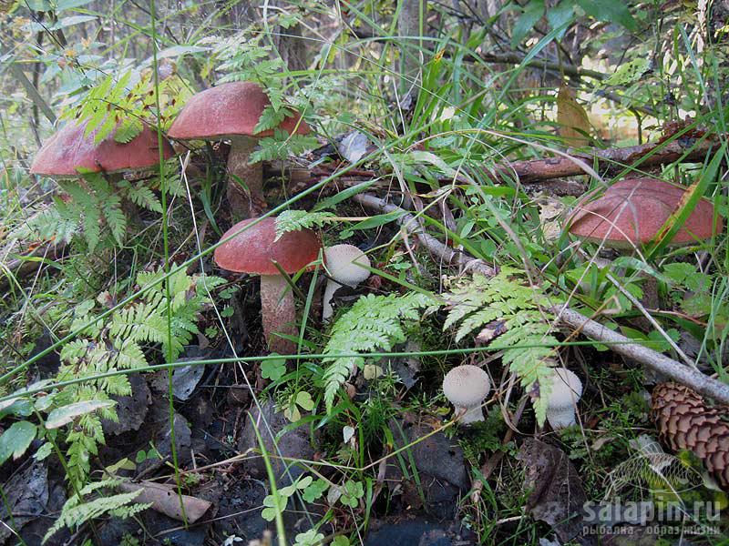 На прошлой  неделе  посетил  Вербилки и  Лес  рядом Еще попал на грибы  -но  в  лесу  уже сухо и многолюдно 