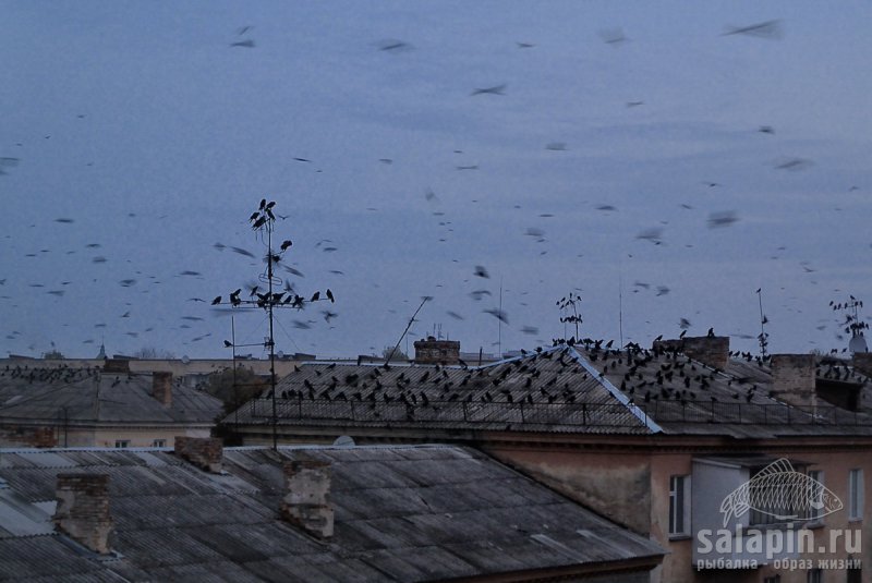 Утром воронья в город налетело.