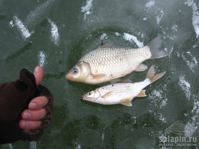 Рыбалка на Цимлянском водохранилище.