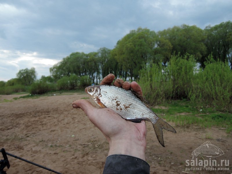 Первая рыба в Юрьево. Стоило только крючок подцепить;) Сумасшедшая просто густера:) 