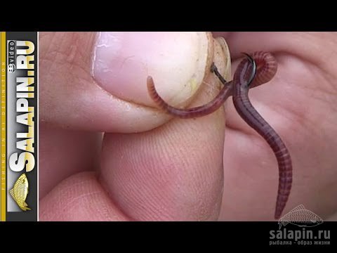 Как правильно насаживать червя на крючок при ловле на фидер
