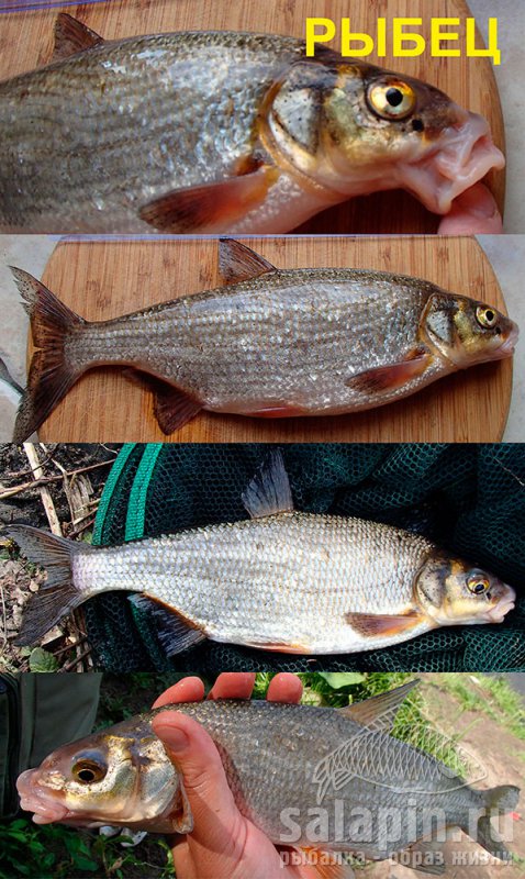 Различия между красноперкой и плотвой на фото - полезная информация о рыбалке