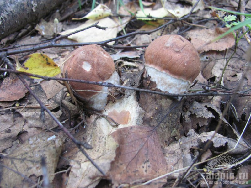 Наконец то съездили за грибами. Подробности в блоге: http://salapin.ru/blogs/album6852.html