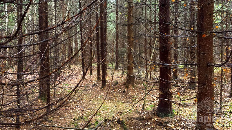 Типовой чернушачий лес
