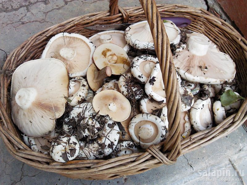 Груздь настоящий (Lactarius resimus) фото и описание