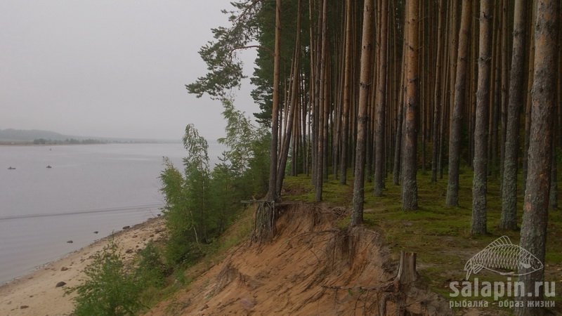 Волга, сосновый бор