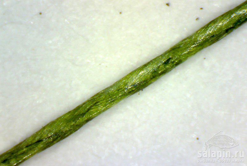 Шнур Salmo 0,09 мм 3,5 кг под микроскопом