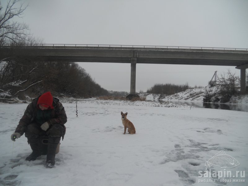 Приходил местный лисёнок. Окуньков любит, аж жуть. Спёр и одного товарного.