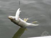 Рыбалка на Кубани