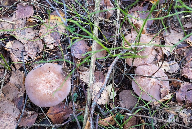 Средний размер грибов
