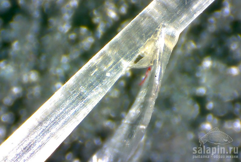 Такой поводок больше для рыбалки непригоден (щучьи зубки очень острые) - под микроскопом, x200