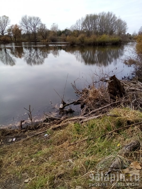    Опять Агаповка. Сезон закрыт на позитиве. Караси амнистированы. Приеду на следующий год за ними.