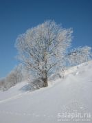 Замерзшее дерево на фоне весеннего неба