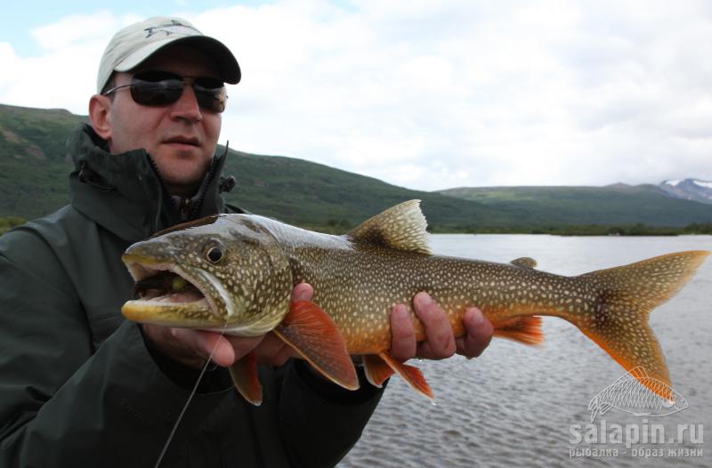 Lake trout