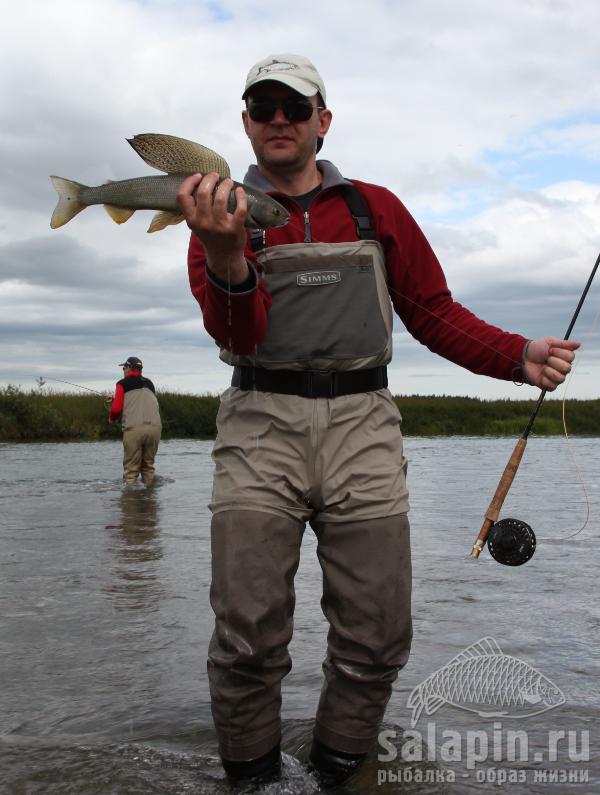 Arctic Grayling