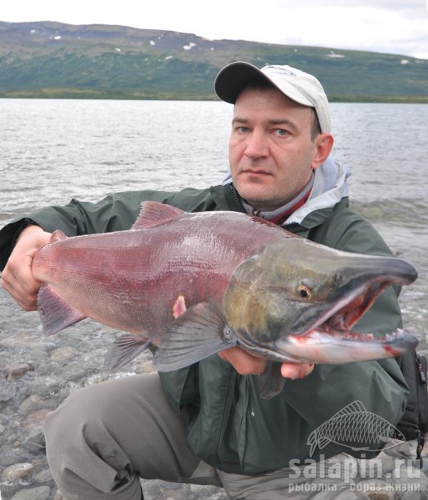 Sockeye Salmon