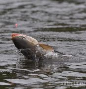 Dolly Varden / Arctic Char