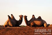 Парочка верблюдов отстраненно наблюдали за ловлей - в течение нескольких дней, с одного и того же места! 